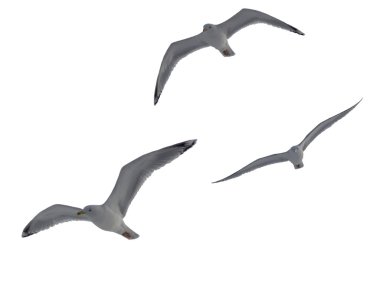 The seagull soaring clipart