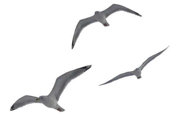 The seagull soaring — Stock Photo, Image