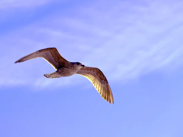 stock image The seagull soaring