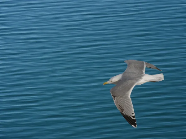 The seagull soaring — Stock Photo, Image