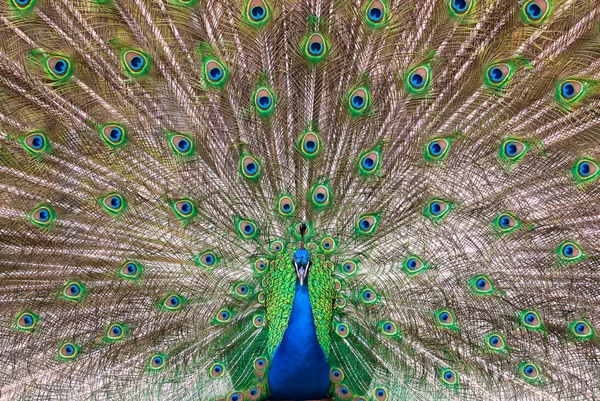 Peafowl plumagem (lat. Pavo cristatus ) — Fotografia de Stock