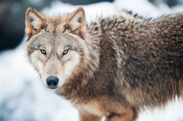 Wolf (em inglês). Canis lupus ) Imagem De Stock