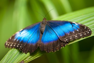 Blue morpho butterfly clipart