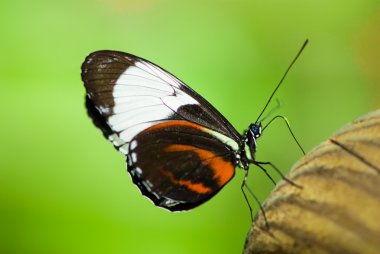 Glasswing butterlfy