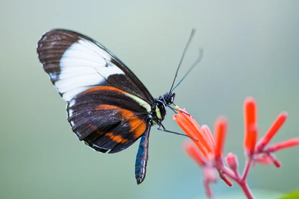 Золотая геликоновая бабочка — стоковое фото