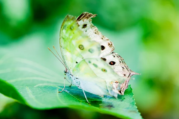 Indian moon moth — Stock Photo, Image