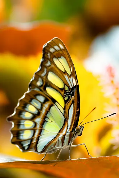 Malachit motyl — Zdjęcie stockowe