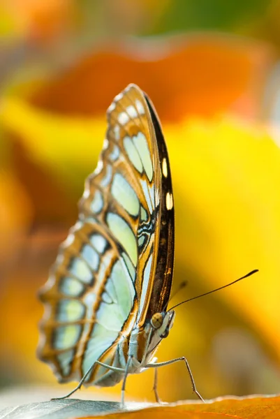 Malakiittiperhonen — kuvapankkivalokuva