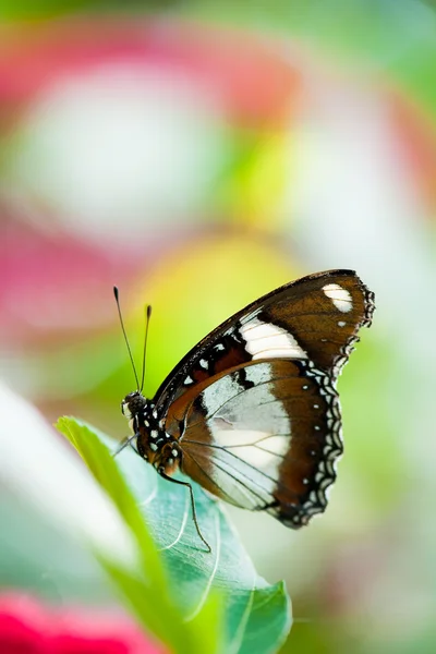 Садовая ласточковая бабочка — стоковое фото