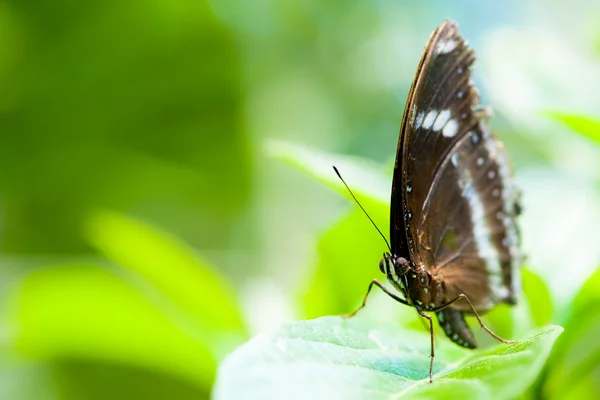 Садовая ласточковая бабочка — стоковое фото