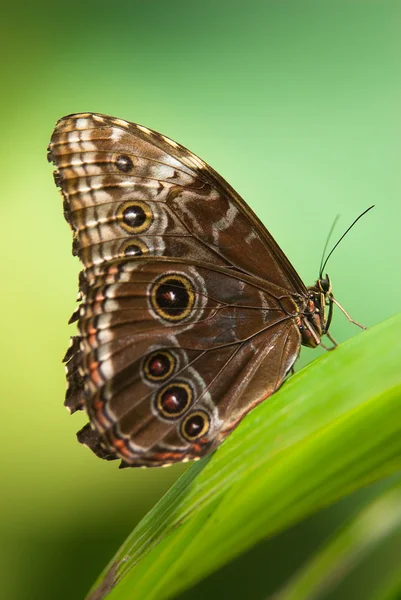 올빼미 나비 — 스톡 사진