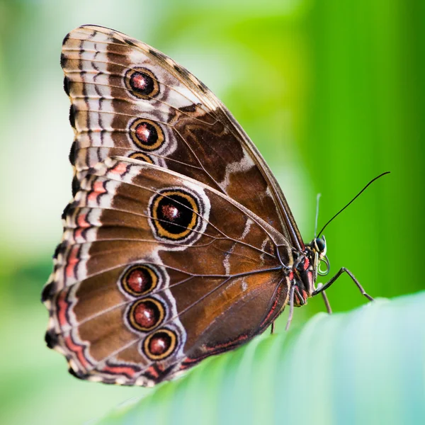 Owl butterfly — Stock Photo, Image