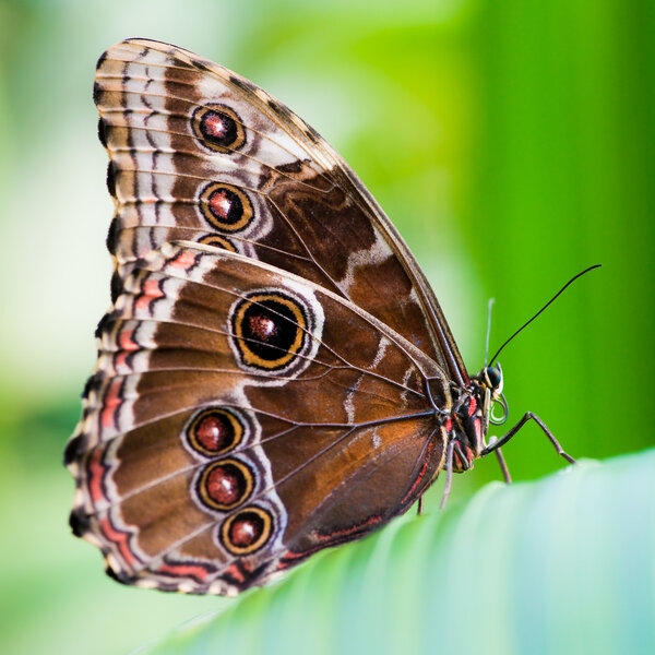 Owl butterfly