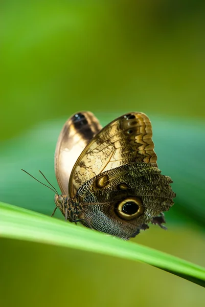 Owl butterfly — Stock Photo, Image