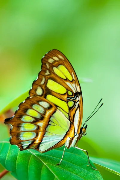 Красная кружевная бабочка — стоковое фото