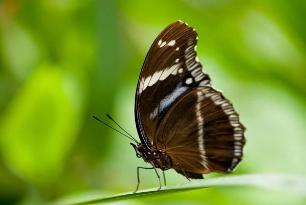 Marinheiro borboleta — Fotografia de Stock