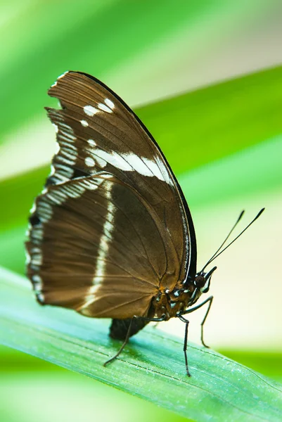 선원 나비 — 스톡 사진
