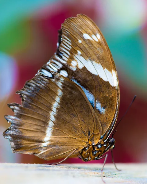 Merimies perhonen — kuvapankkivalokuva