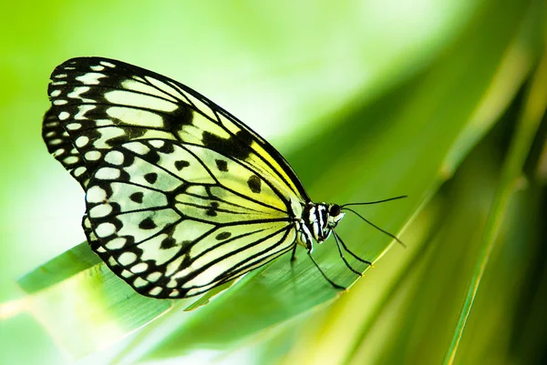 Біле дерево німфа метелик — стокове фото