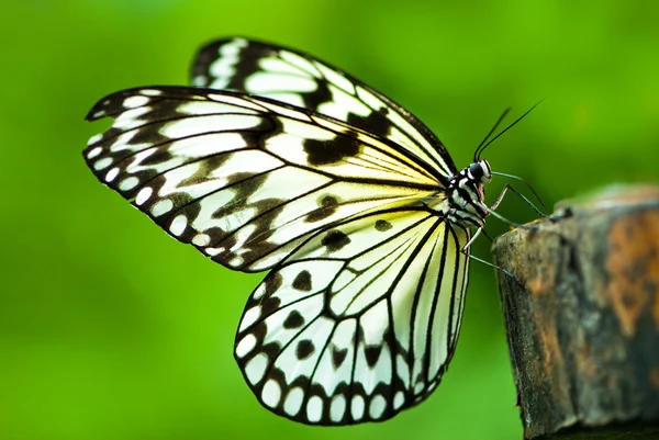 Біле дерево німфа метелик — стокове фото