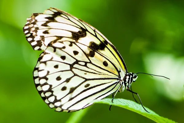 White tree nymph butterfly — Stock Photo, Image