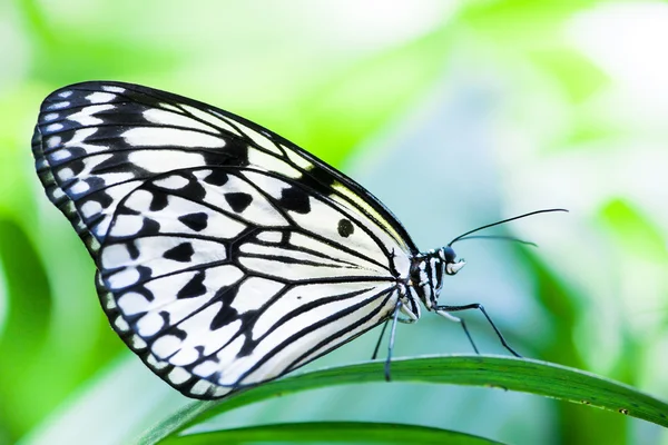 White tree nympth butterfly — Stock Photo, Image