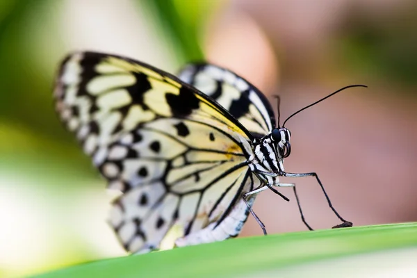 Witte boom nymth vlinder — Stockfoto