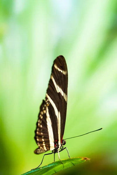 Зебра метелик — стокове фото