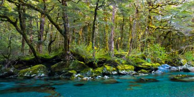 Forest on routeburn track clipart