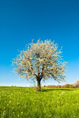 Baharda Kiraz Ağacı