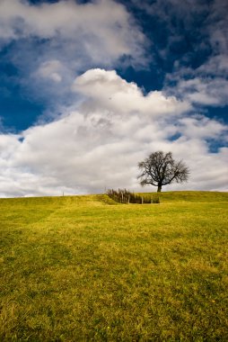 Lonely Tree on field clipart