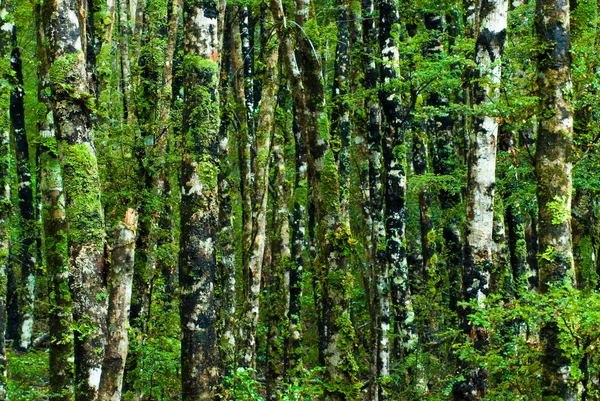 Зелений ліс фону — стокове фото