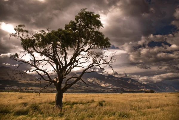 Halbtoter Baum in stürmischem Tal. — Stockfoto