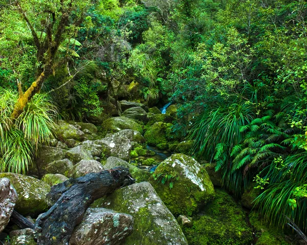 stock image Primeval forest