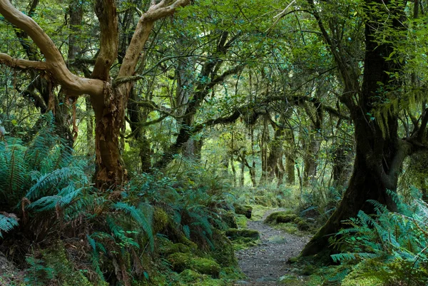 Primeval forest — Stock Photo, Image