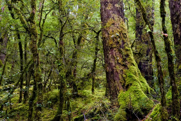 Floresta primitiva — Fotografia de Stock
