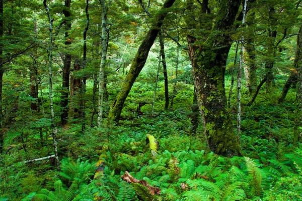 Bosque primitivo — Foto de Stock