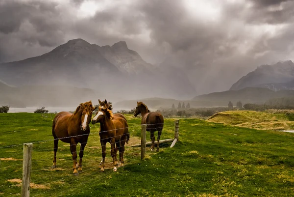 Pferde warten auf Sturm — Stockfoto