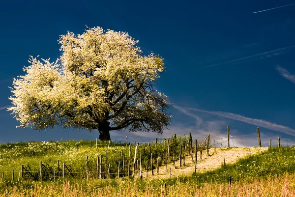 Baharda çiçek açan kiraz ağacı — Stok fotoğraf