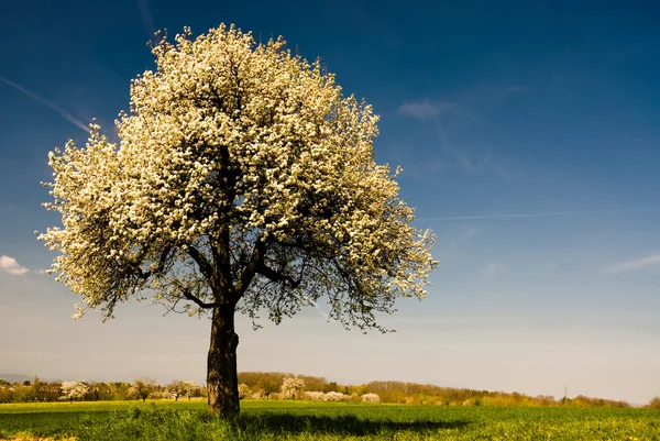 İlkbaharda tek çiçek açan ağaç. — Stok fotoğraf