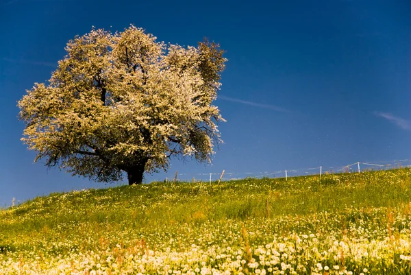 Einzelner blühender Baum im Frühling. — Stockfoto