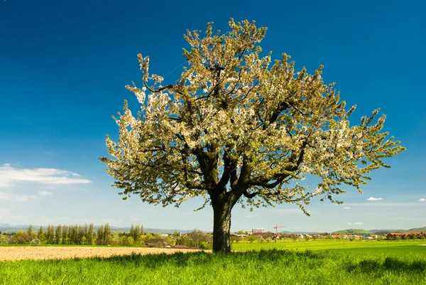 Blossoming tree in rural scenery — Stock Photo, Image