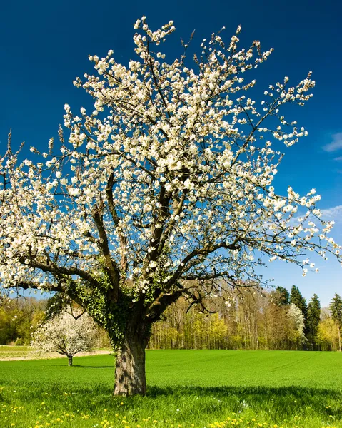 Çiçek açması chery ağaç bahar — Stok fotoğraf