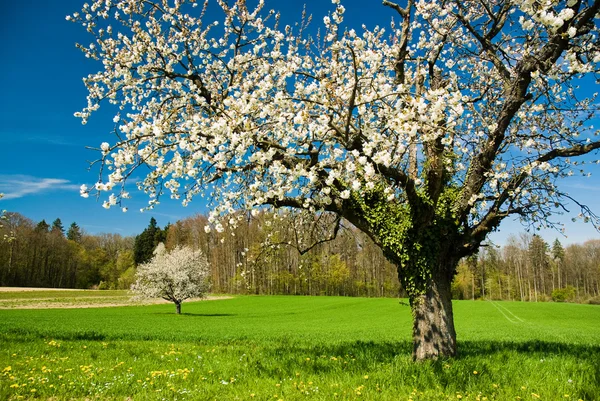 Весной цветут деревья — стоковое фото