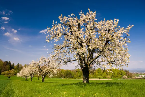 Tavasszal virágzó fák — Stock Fotó