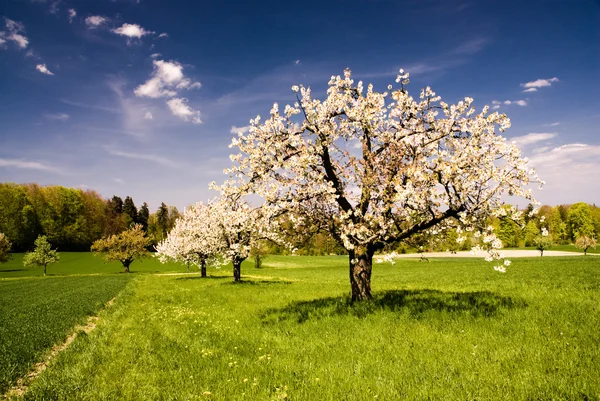 Blossoming trees in spring — Stock Photo © peterwey #2309788