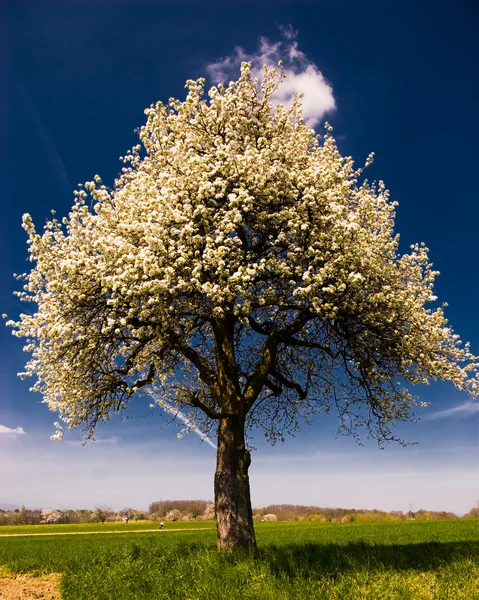 Квітуче дерево навесні — стокове фото