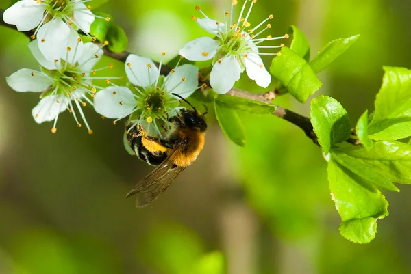 stock image Busy bee