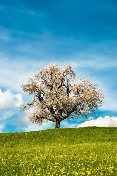 Cseresznyefa tavasszal — Stock Fotó