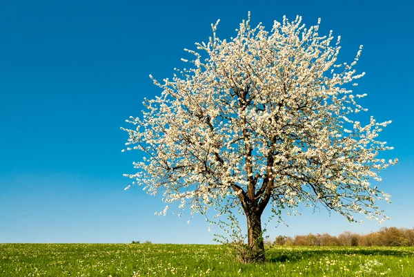 Árvore de cereja na primavera — Fotografia de Stock